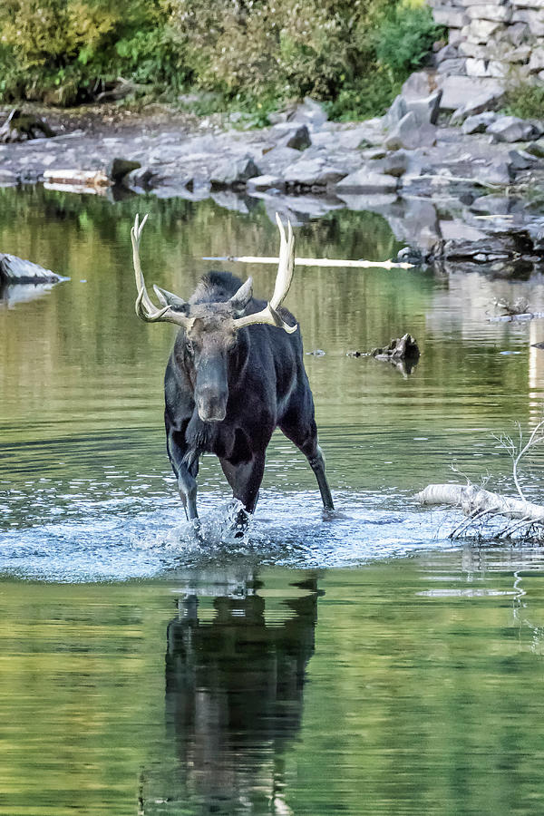 Bull Moose Making Its Way Through Water Photograph