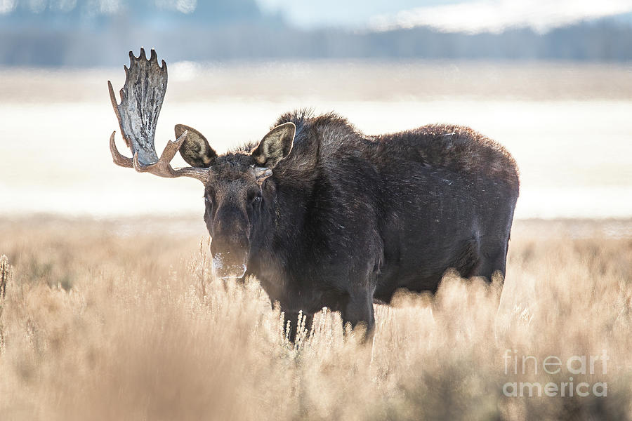 Bull Moose - Missing Paddle Photograph by Bret Barton