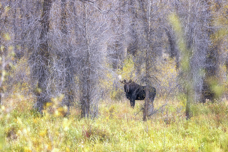 Bull Moose Near Gros Ventre River Shore Photograph by Belinda Greb