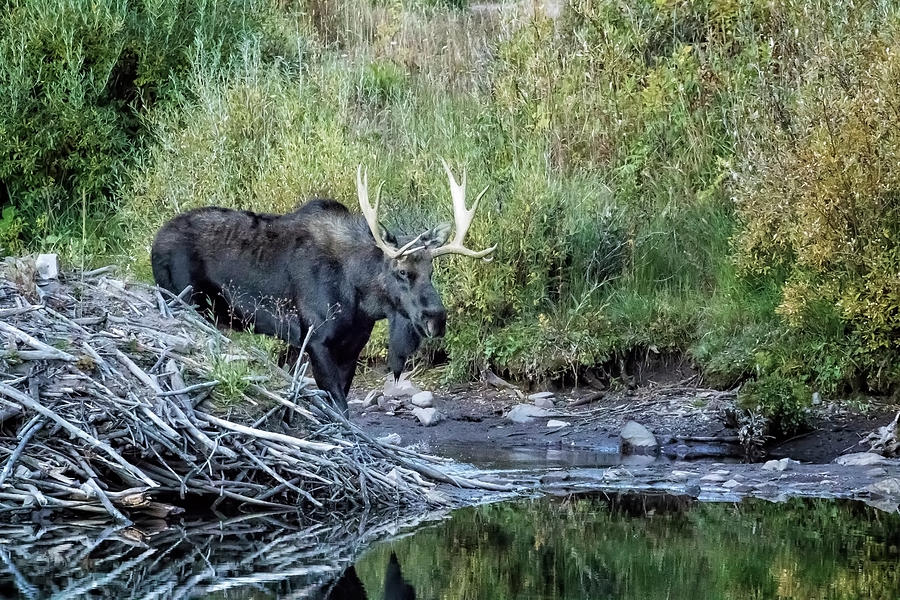 Bull Moose near the Beavers Lodge at Maroon Lake, No. 1 Photograph by Belinda Greb