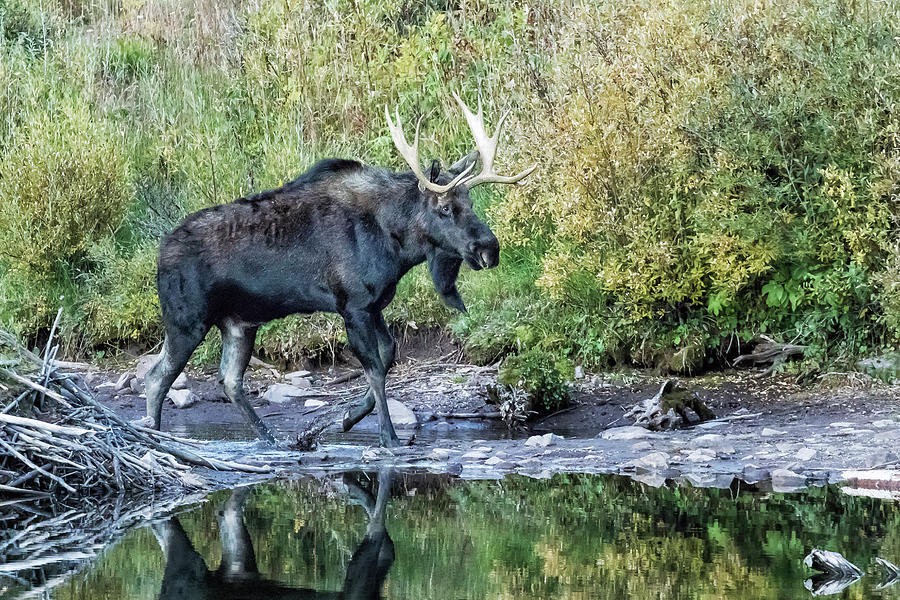 Bull Moose near the Beavers Lodge at Maroon Lake, No. 2 Photograph by Belinda Greb