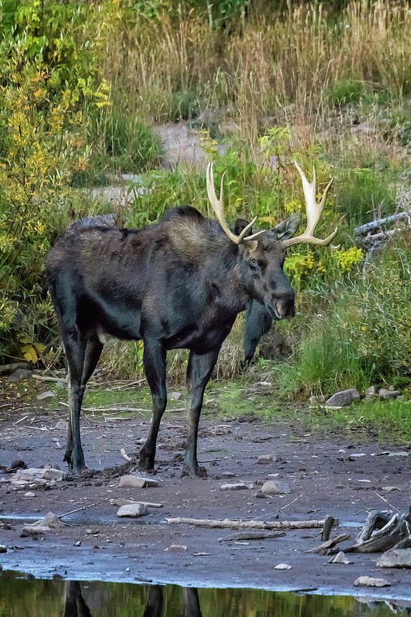 Bull Moose on the Bank of Maroon Lake Photograph by Belinda Greb