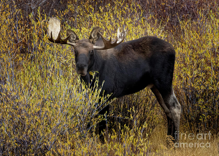 Bull Moose On The Blue River Photograph