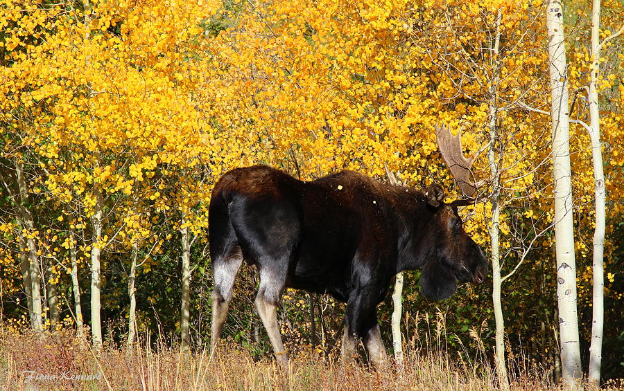 Bull Moose On The Loose Photograph by Fiona Kennard