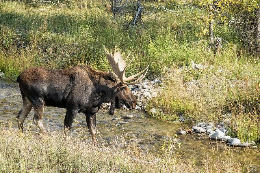 Bull Moose on the Move at Gros Ventre, No. 1 Photograph by Belinda Greb