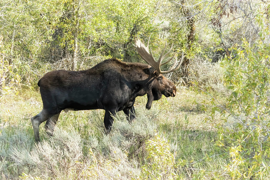 Bull Moose on the Move at Gros Ventre, No. 2 Photograph by Belinda Greb