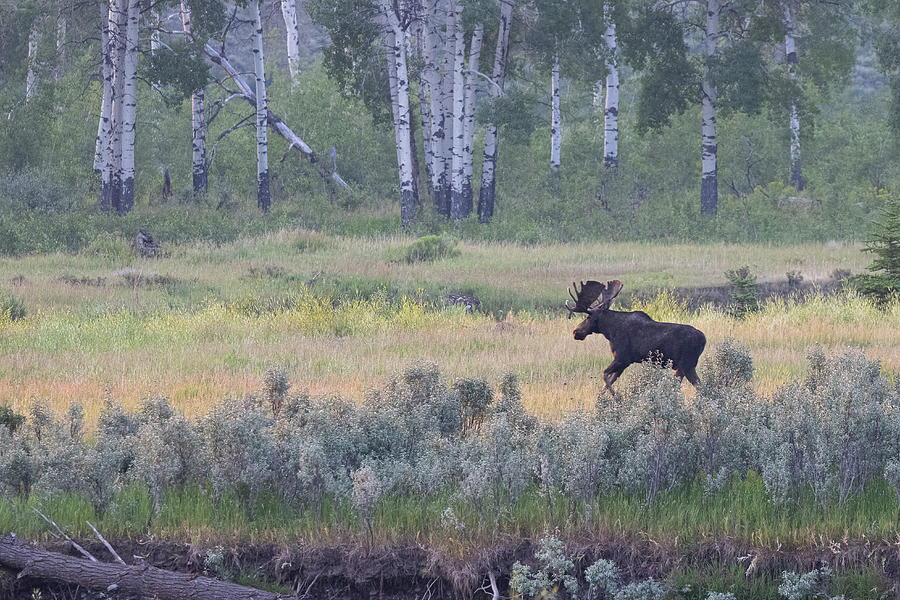 Bull Moose on the Run Along the Gros Ventre River Photograph by Tony Hake