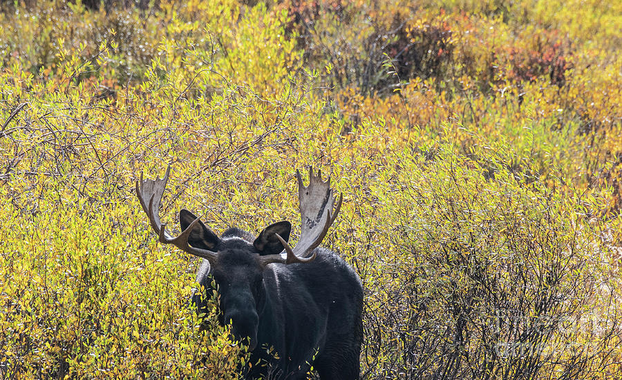 Bull Moose Photograph by Patrick Nowotny