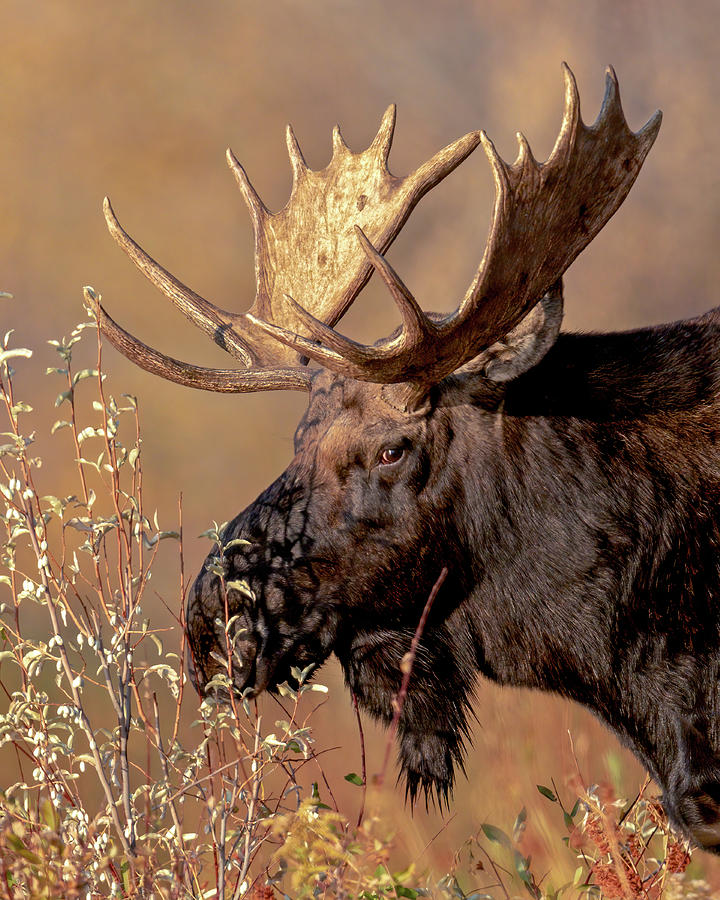 Bull Moose Portrait Photograph by Jack Bell