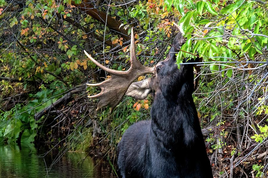 Bull Moose Reaching For Leaves Photograph by Jerry Sodorff