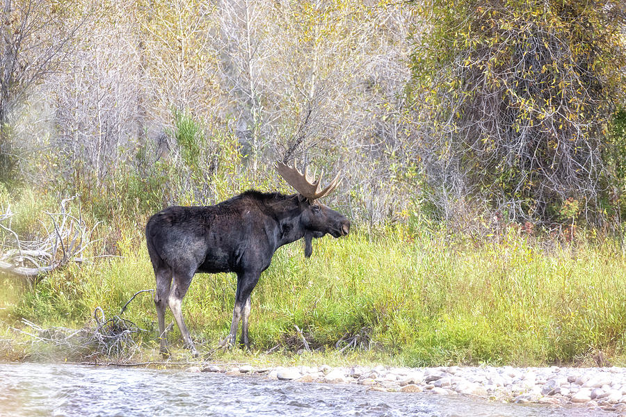 Bull Moose Reaching the Other Side Photograph by Belinda Greb