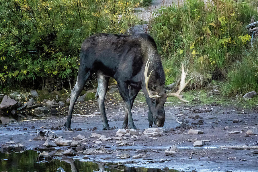 Bull Moose Reading The Path With His Nose Photograph