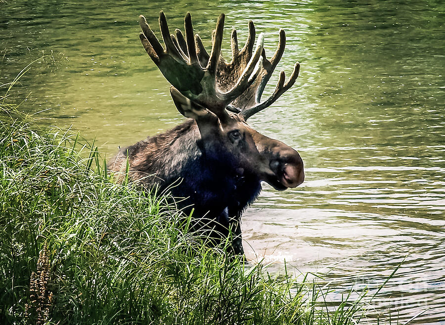 Bull Moose Photograph by Robert Bales