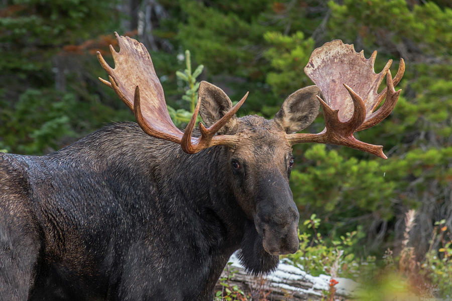 Bull moose, Rocky Mountains Glacier National Park, Montana Photograph ...