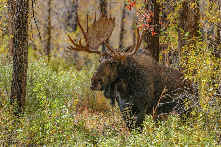 Bull Moose Shoshone In Autumn Photograph by Yeates Photography