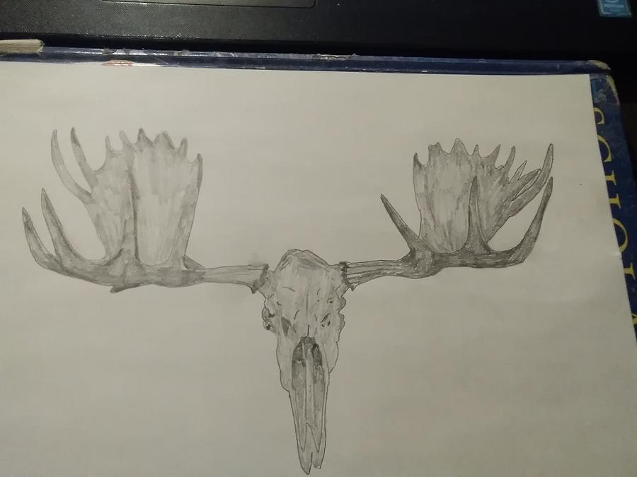Bull Moose Skull sketch Drawing by Bobby Fine Art America
