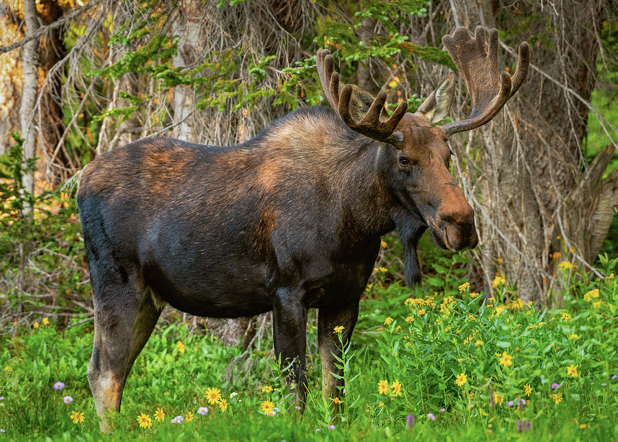 Bull Moose Strikes a Pose Photograph by Gary Kochel
