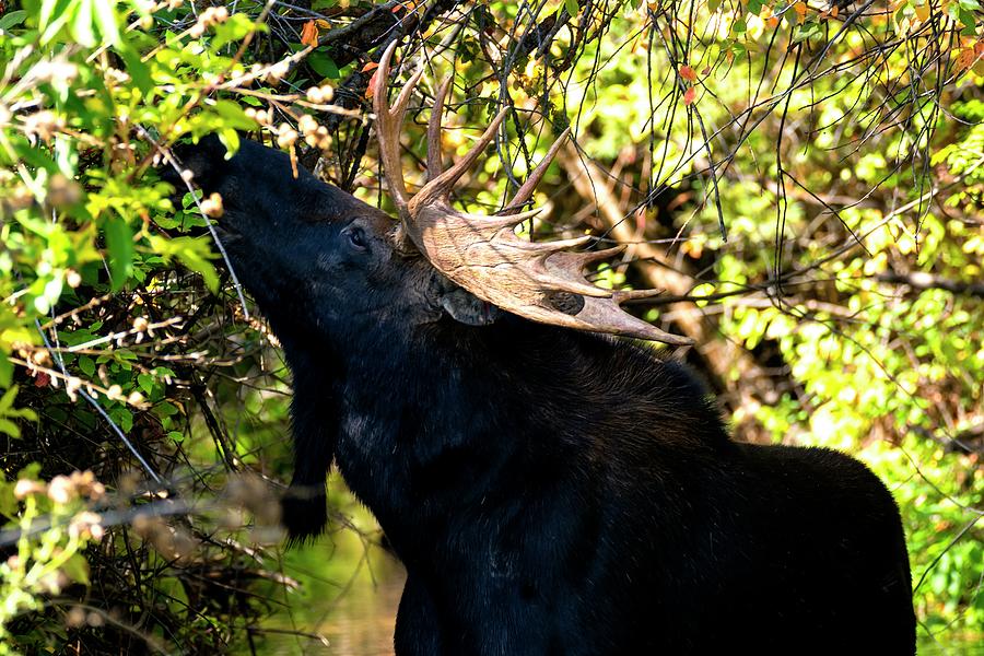 Bull Moose Stripping Leaves Photograph by Jerry Sodorff