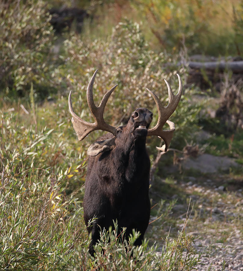 Bull Moose Testing Scent Photograph by Jean Clark