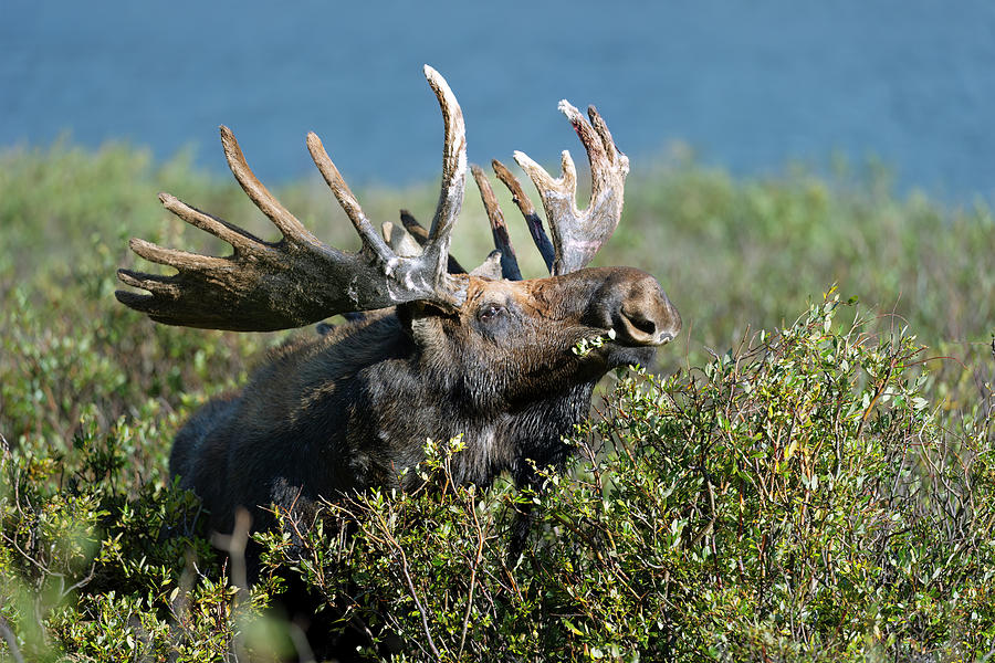 Moose Photograph - Bull Moose Velvet  by Gary Langley