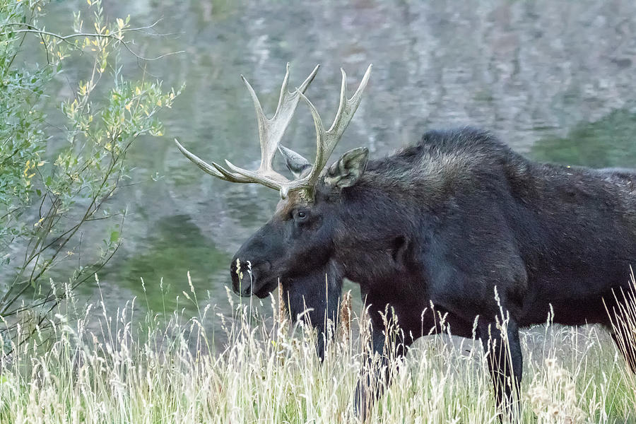 Bull Moose Walking Alongside Maroon Lake, No. 1 Photograph by Belinda Greb
