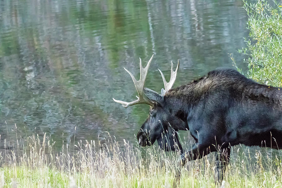 Bull Moose Walking Alongside Maroon Lake, No. 2 Photograph by Belinda Greb