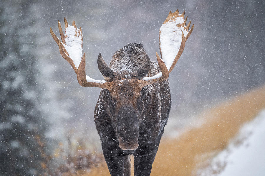 Bull Moose walking in a Snowstorm Photograph by Bill Cubitt