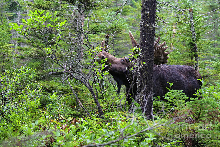 Bull Moose  - White Mountains New Hampshire  Photograph by Erin Paul Donovan