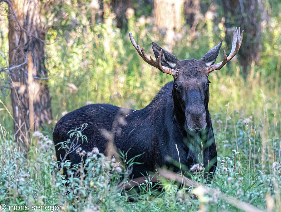 Bull moose, Wilson, WY Photograph by Moris Senegor