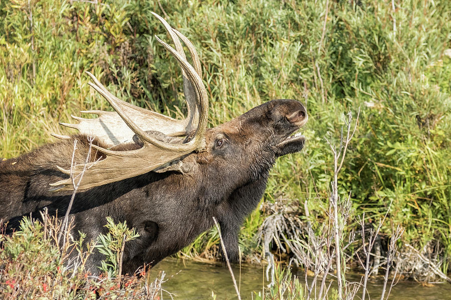 Bull Moose Yearning, No, 1 Photograph by Belinda Greb