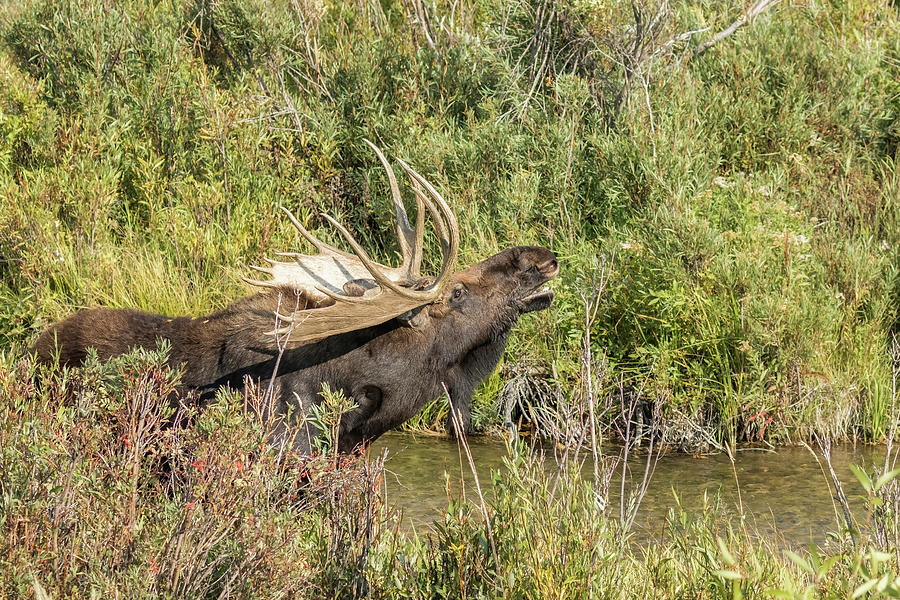 Bull Moose Yearning, No, 2 Photograph by Belinda Greb