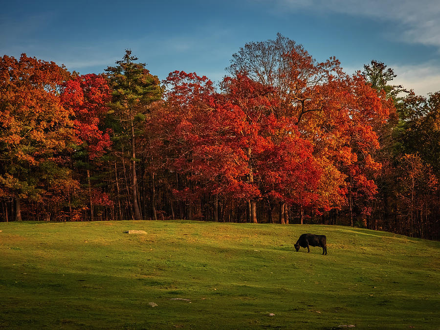Landscape Photograph - Bull on the hill in Spencer Massachusetts by Jeff Folger