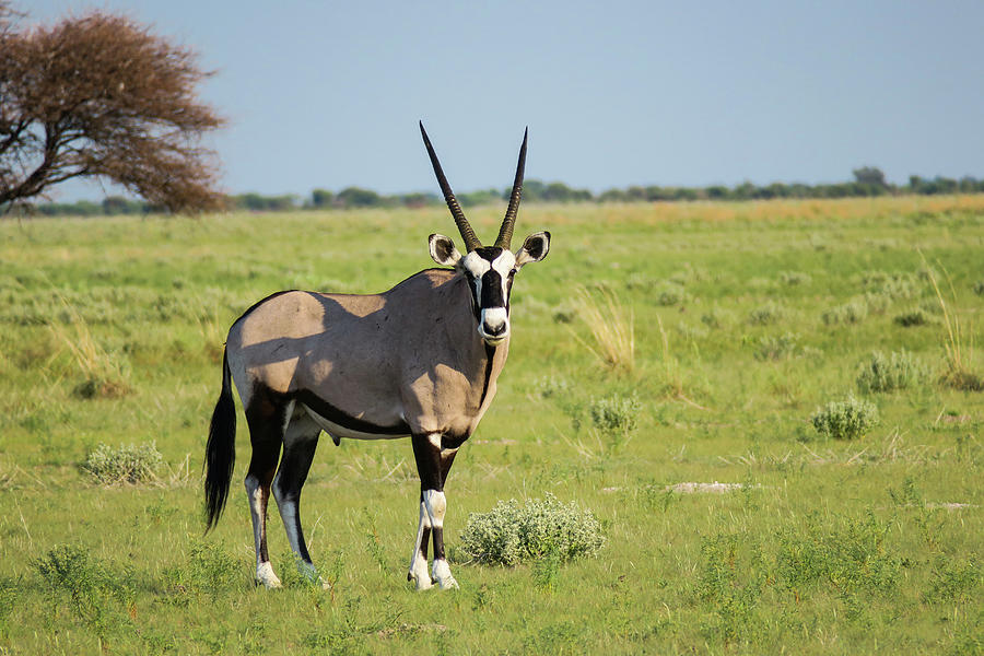 Bull Oryx Looking Straight On Photograph by Julie A Murray - Fine Art ...