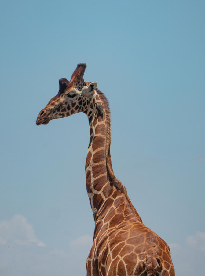 Giraffe Photograph - Bull Reticulated Giraffe by Phil And Karen Rispin