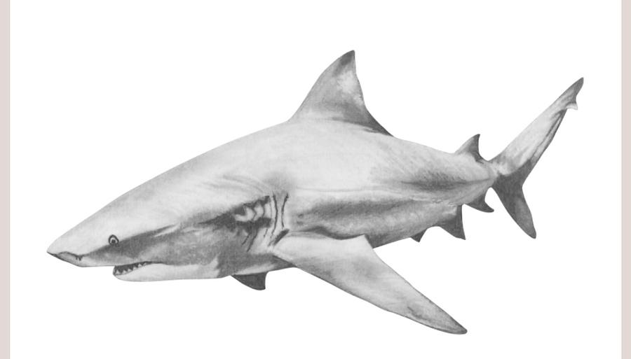 Bull Shark Drawing by Nick Norton