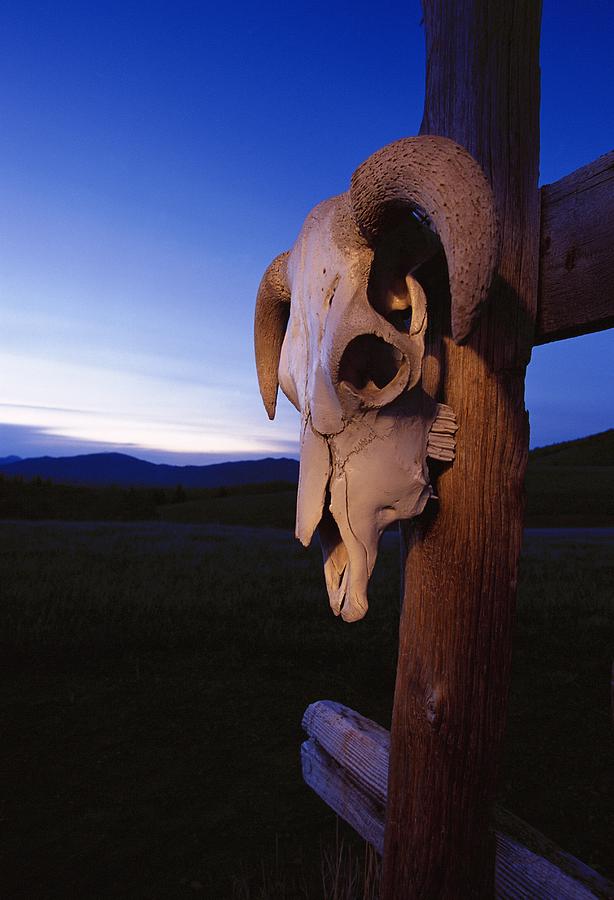 Bull Skull Photograph by Carson Ganci