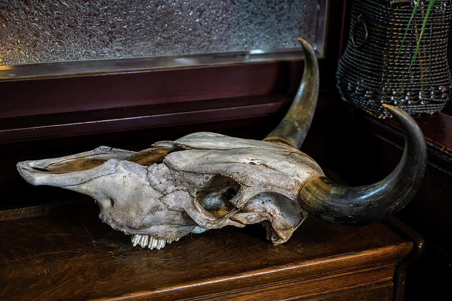 Bull Skull Photograph by Paul Freidlund