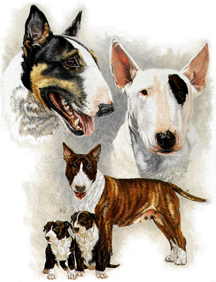 Bull Terrier Collage Drawing by Barbara Keith