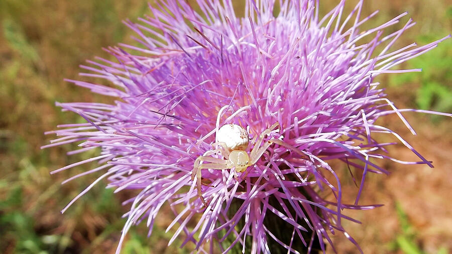 Bull Thistle with White Crab Spider Photograph by Shelli Fitzpatrick
