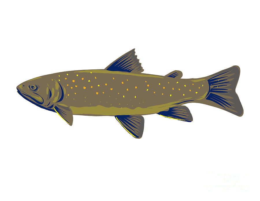 Bull Trout or Salvelinus Confluentus Side View WPA Art Digital Art by ...