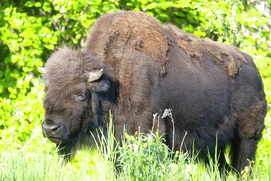 Bull Wood Bison by the Side of the Road Photograph by Belinda Greb