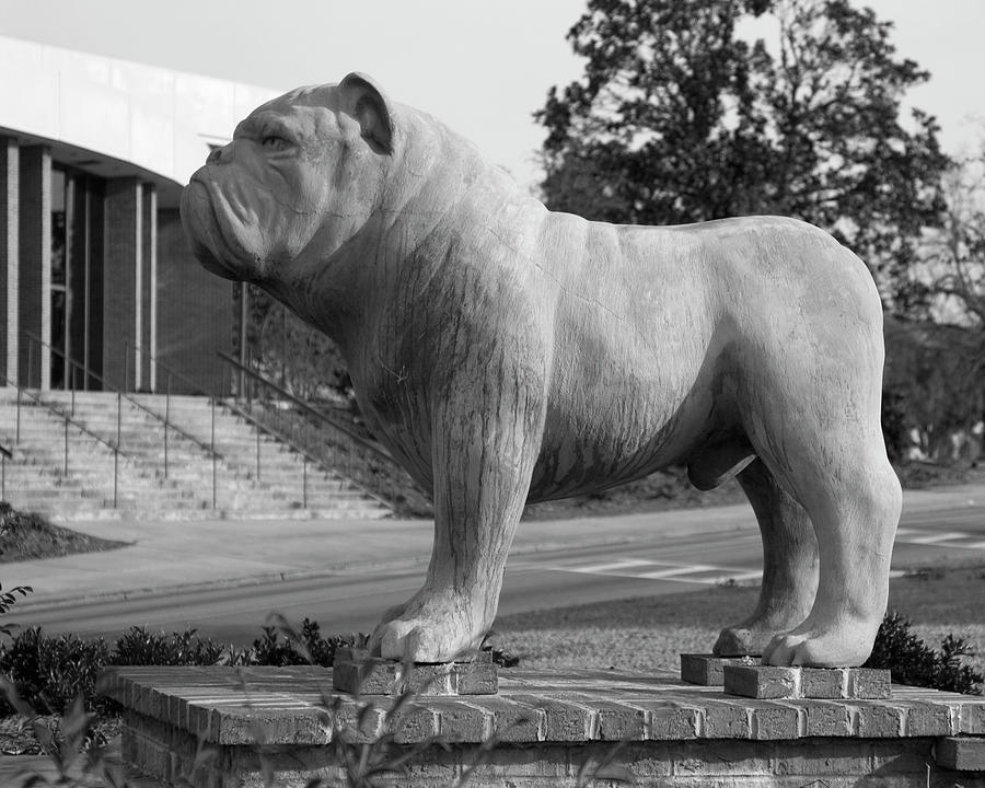 Bulldog at South Carolina State University Orangeburg 2 bw Photograph by Bob Pardue
