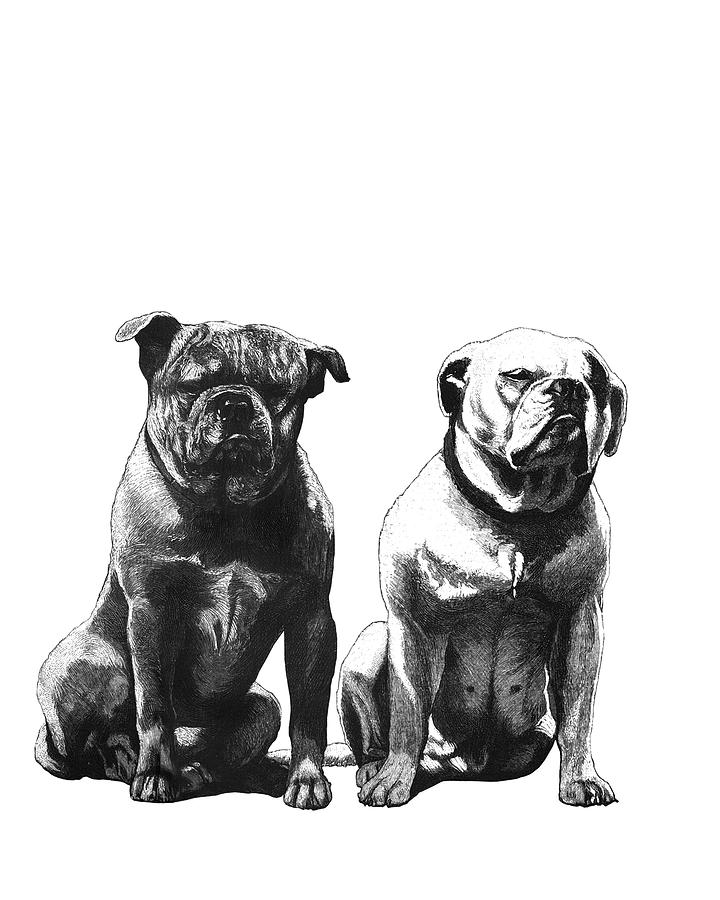 Dog Digital Art - Bulldog Couple by Madame Memento