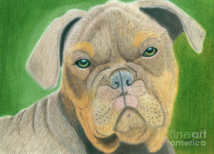 Bulldog Painting by Dorothy Lee