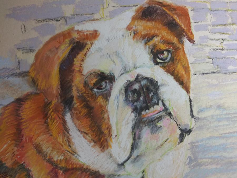Bull Dog Pastel - Bulldog by Lisa McKnett