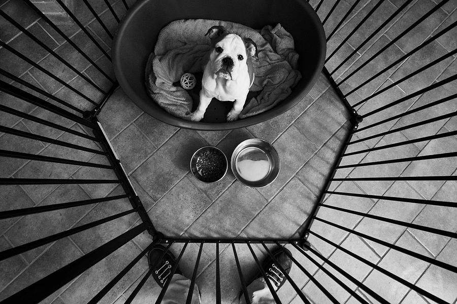 Bulldog looks up at her owner at feeding time Photograph by Marco Rosario Venturini Autieri