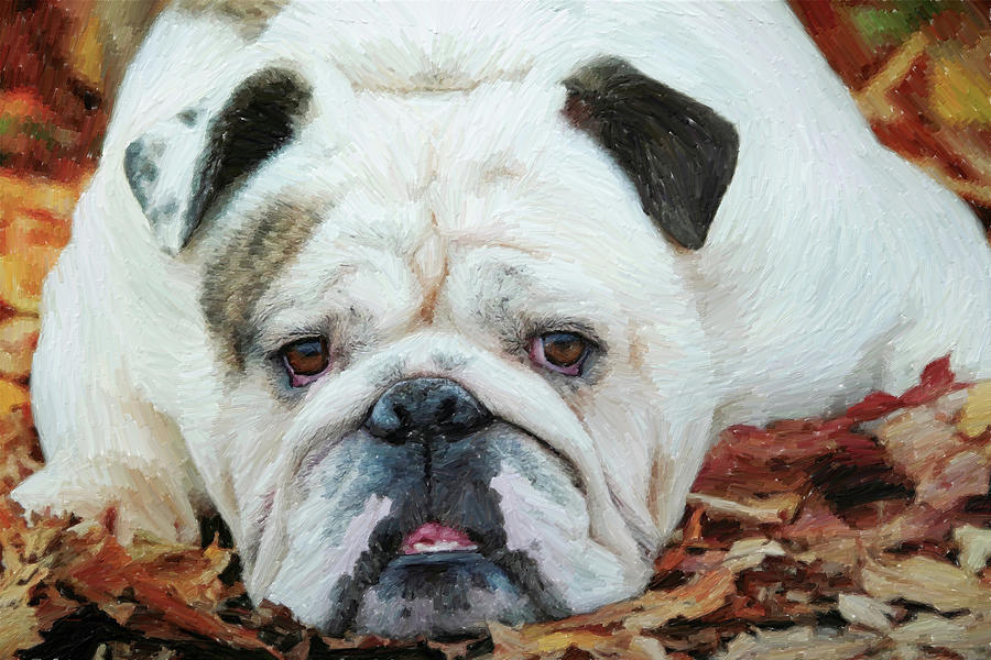Bulldog nap  Photograph by Dennis Baswell