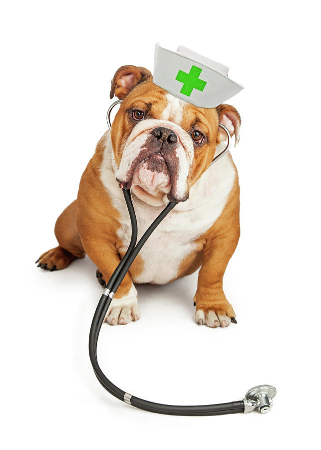 Animal Photograph - Bulldog Nurse With Stethoscope by Good Focused