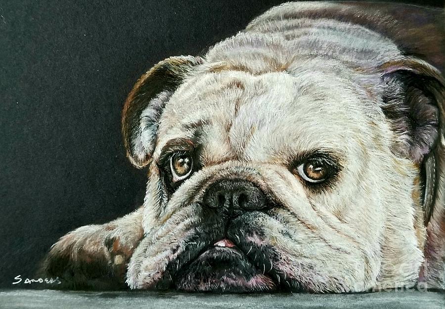 Bulldog  Drawing by Pamela Sanders