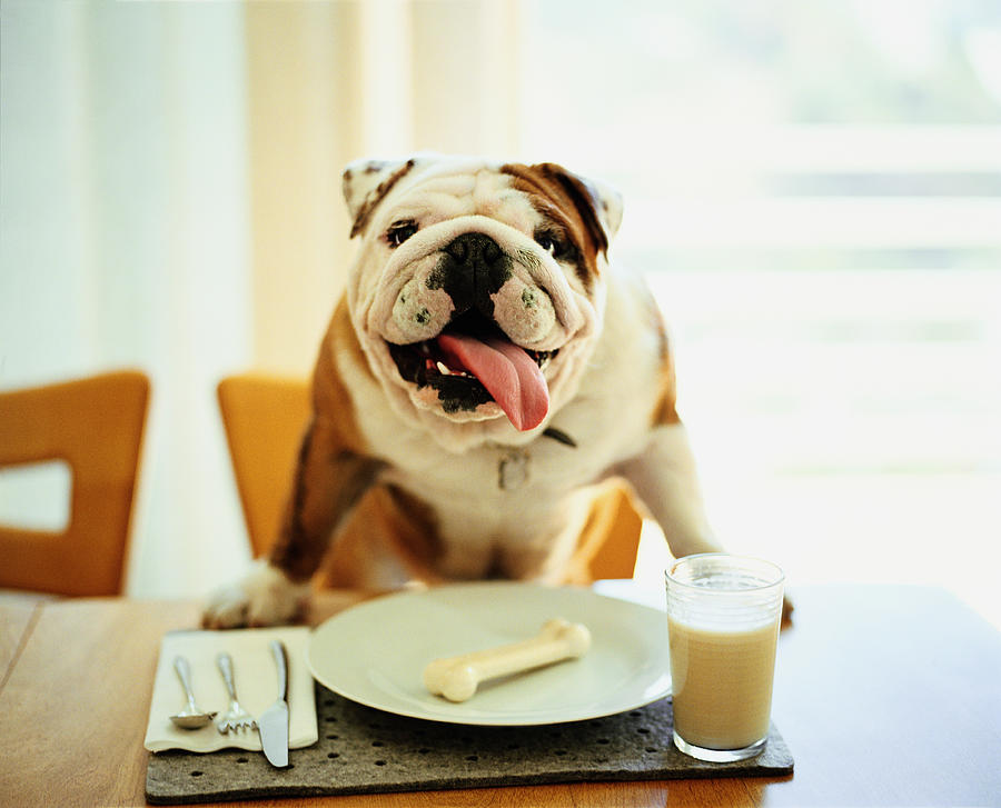Bulldog sitting at table, bone on plate in front of him Photograph by Blake Little